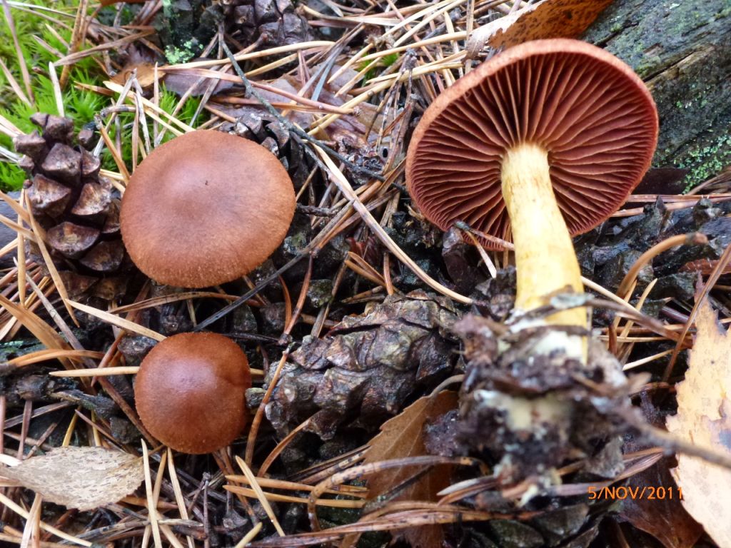 Cortinarius semisanguineus 1
